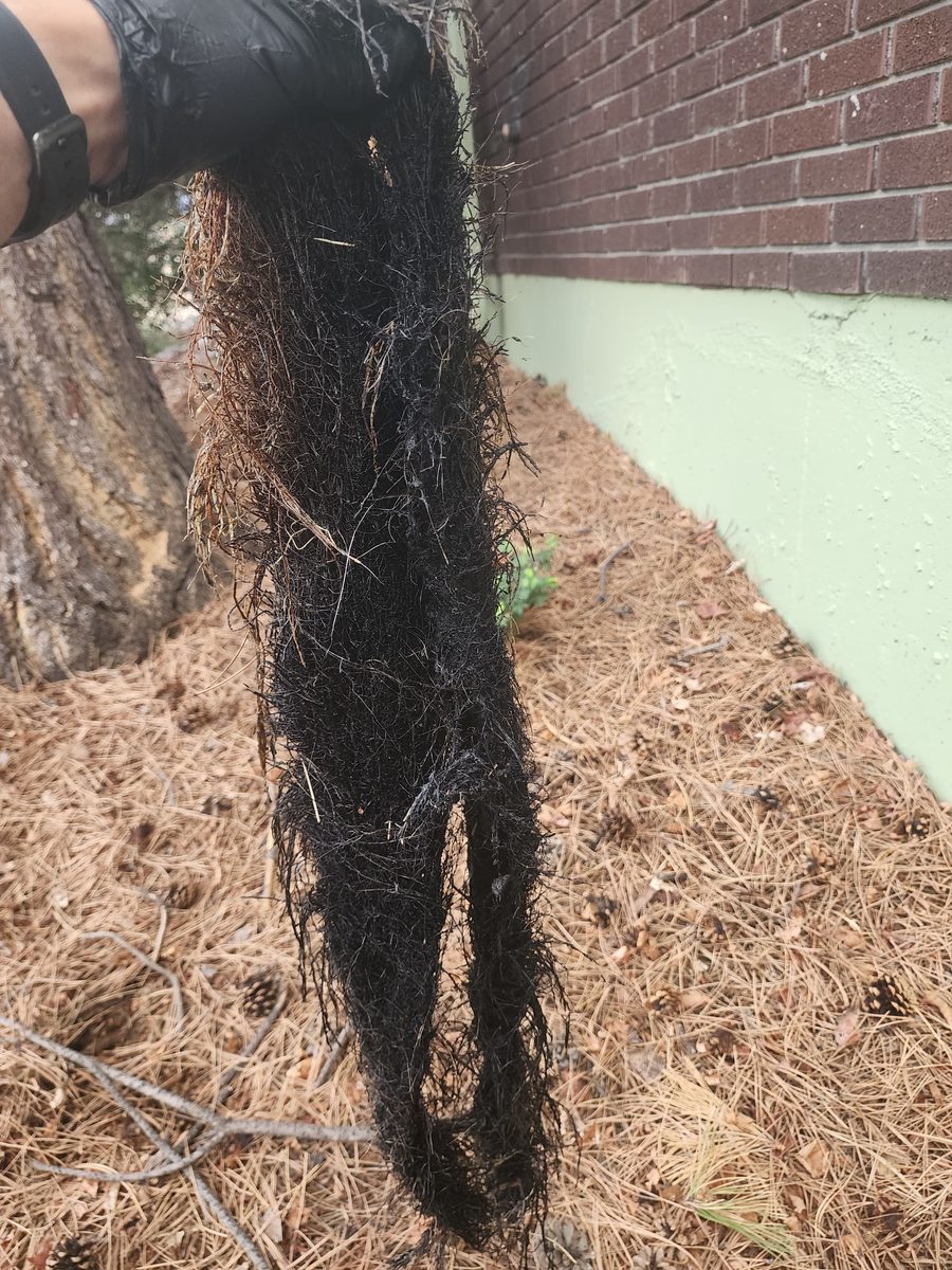 Large root mass removed from a long sewer lateral at a Parker, Colorado property